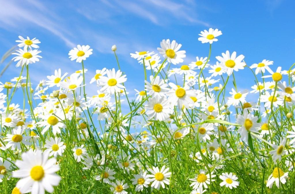 WIJ ZIJN 1e EN 2e PINKSTERDAG GEOPEND!